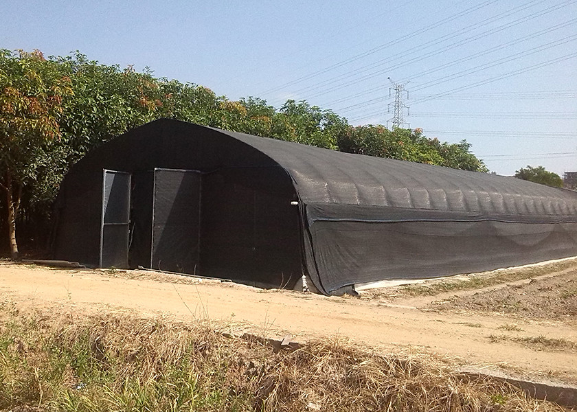 Economical Easy Install Plastic Polytunnel Greenhouse For Edible Mushroom Cultivation