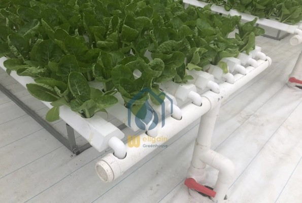 Agricultural Vertical NFT Hydroponic Lettuce Growing Systems Equipment In Greenhouse