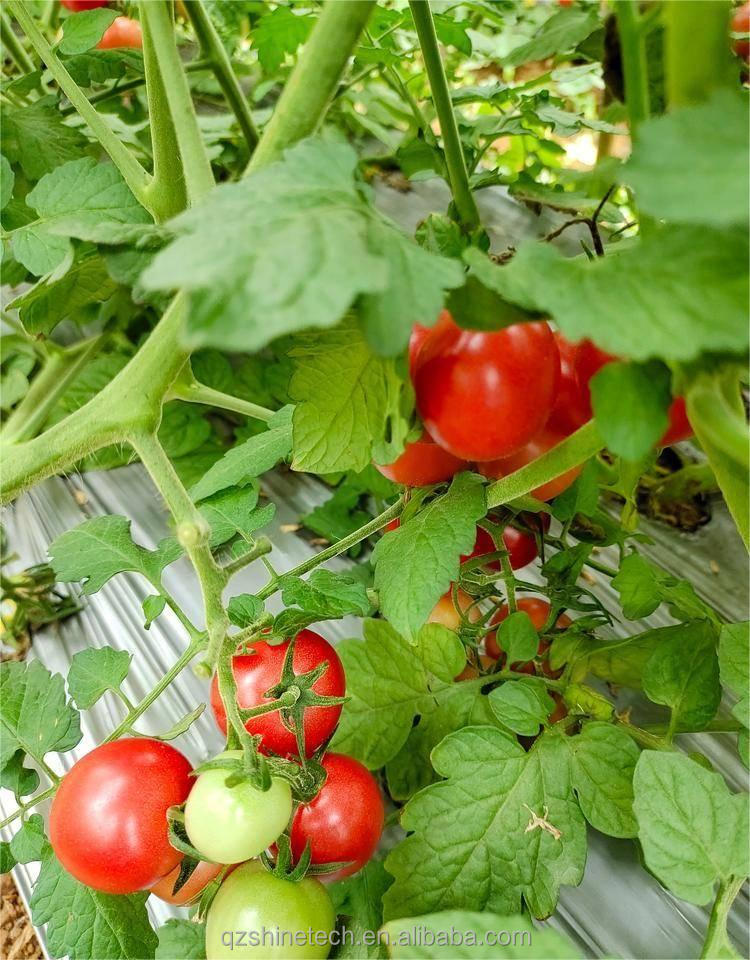 PE Single Layer Solar Tunnel Agricultural Greenhouse 4-6M Height