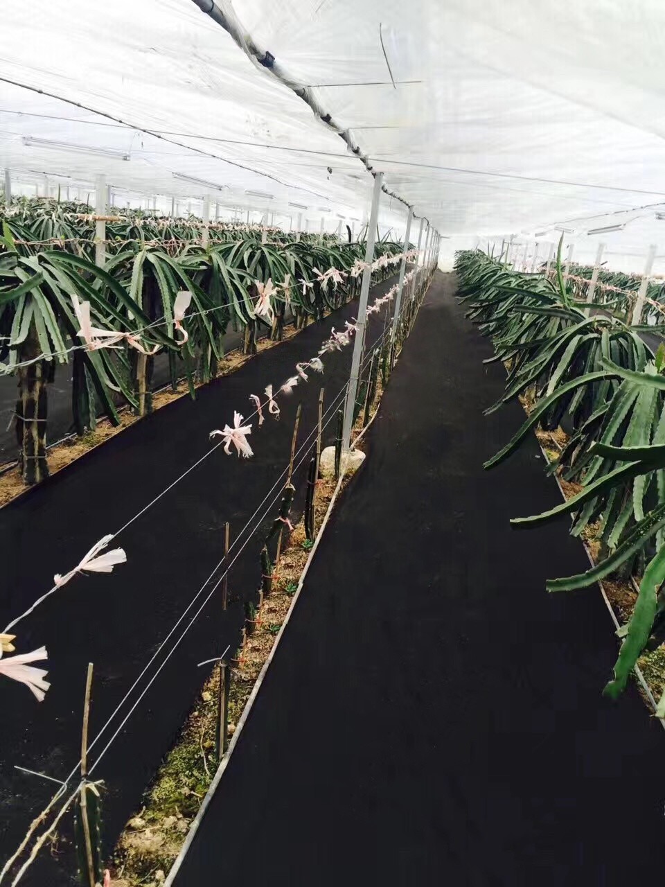 Uv Protection Membrane Pp Non Woven Fabric Hydrophilic Weed Control Mat