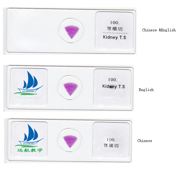 Glass 12pcs Onion Meiosis Prepared Botany Slides For School Research