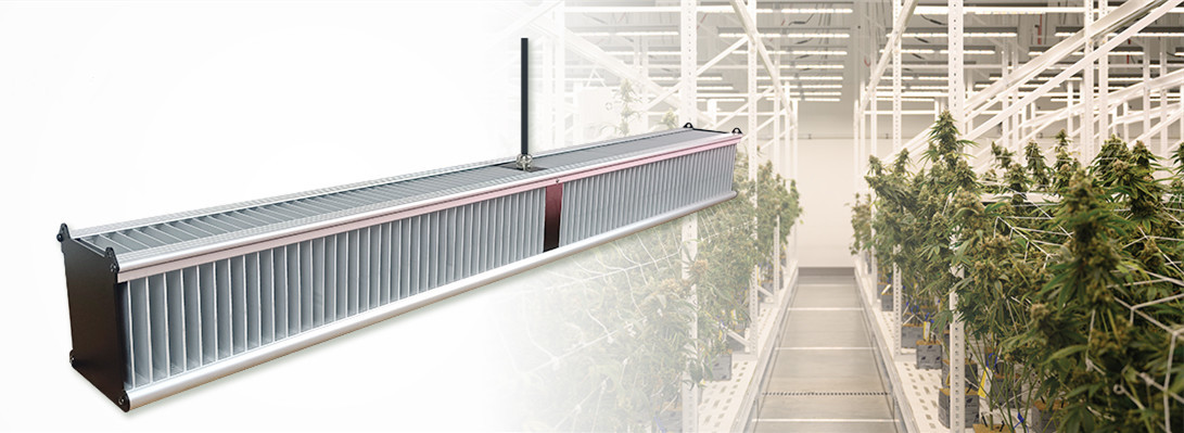 RedFarm 800W LM301H Greenhouse LED Grow Lights For Commericial Cannabis