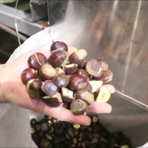 Enhancing Chestnut Processing Efficiency and Quality: A High-Capacity, AI