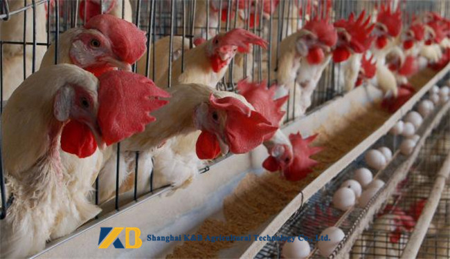 High Protein Powder / Fish Meal Feed Contains Various Nutrition And Vitamin