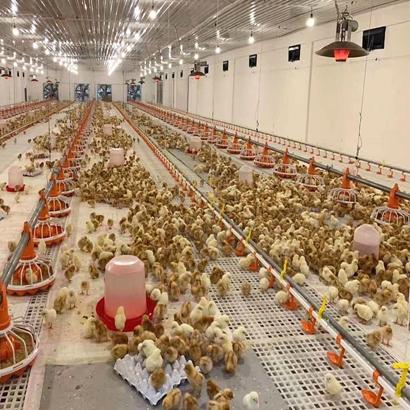 Automatic Broiler Farming Equipment Poultry Feeding Line System 45mm 4pan / 3m