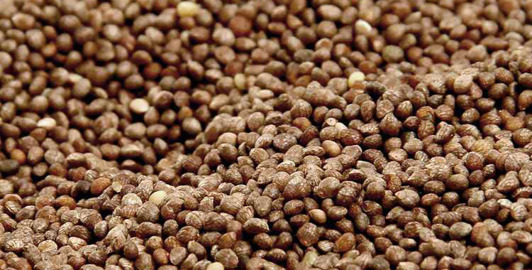 Brown Perilla Seed Eco Friendly Agricultural Products As Traditional Condiment