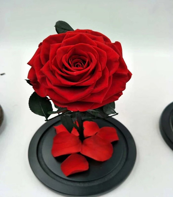 Top quality eternity rose preserved rose forever rose in glass rose gift