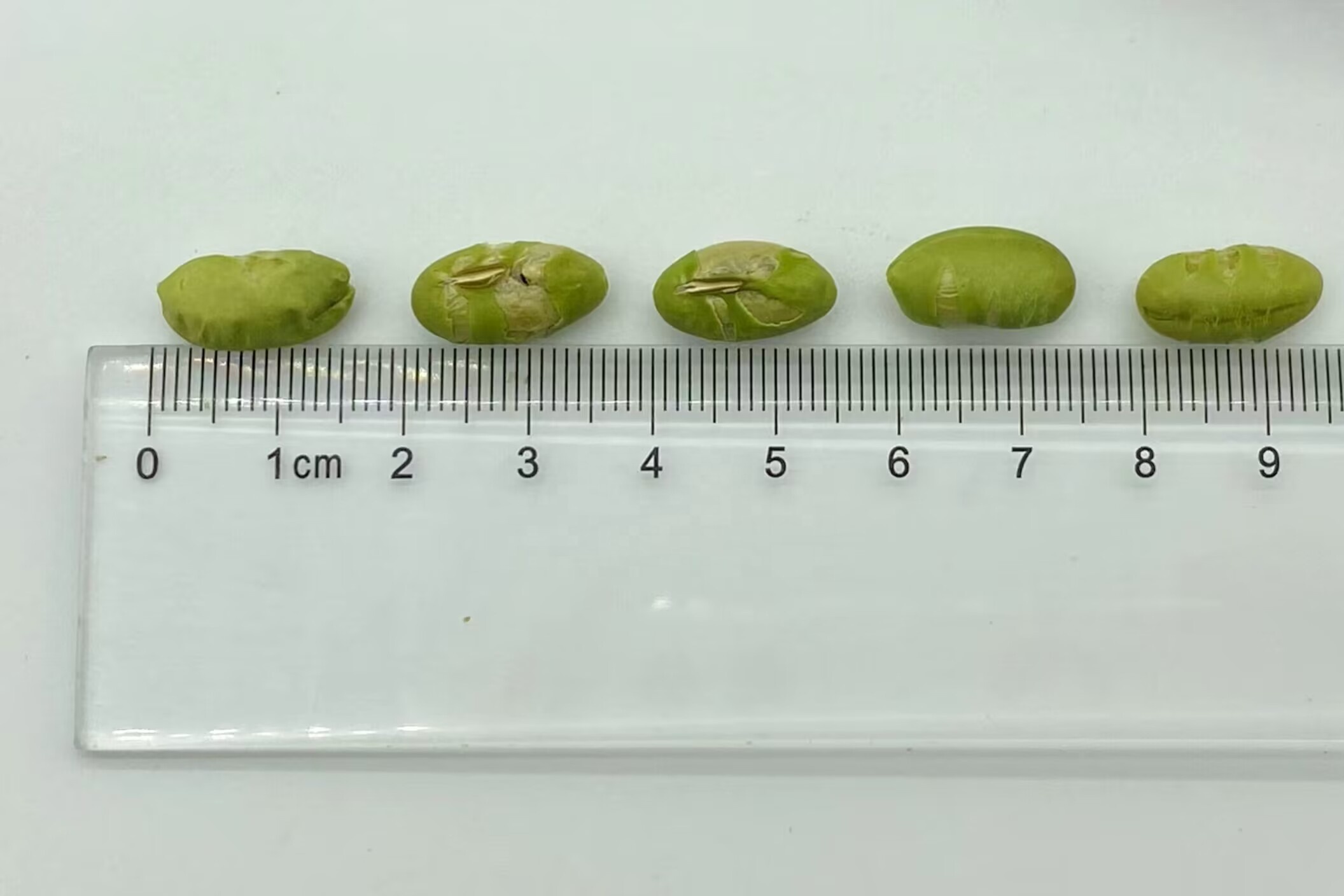 Halal Certificate Bean Snacks Roasted Salted Green Soybeans Edamame OEM