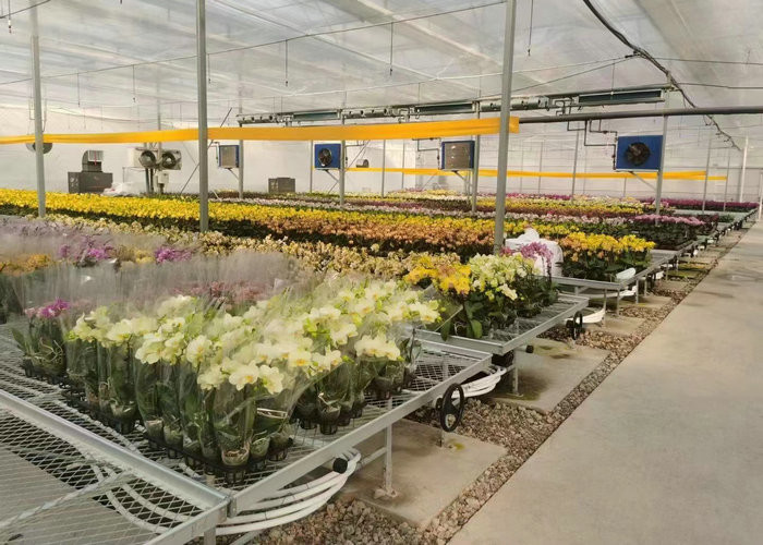 Water Production Agricultural Greenhouse Manufacturer Growing Hydroponic System Rooling Bench System