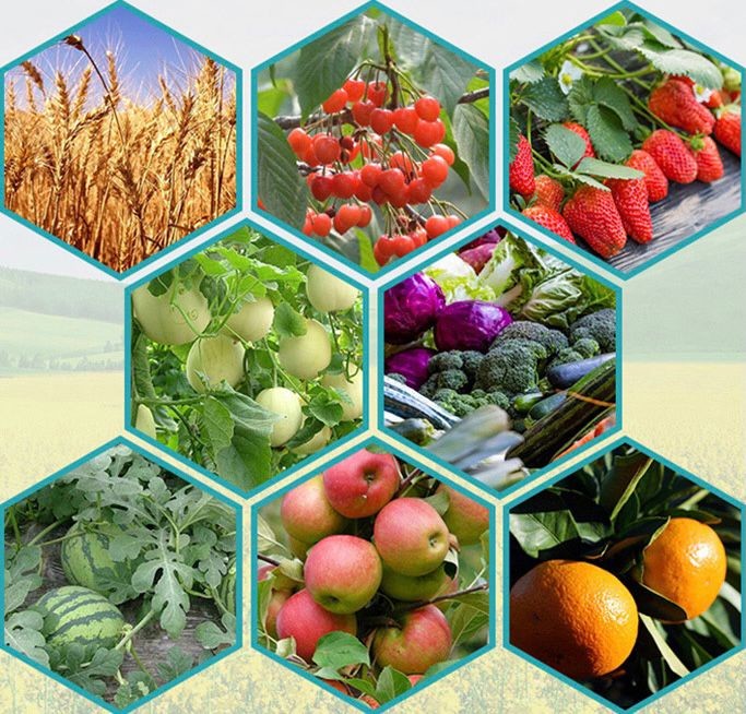 Biological Microbial Inoculant Organic Fertilizer For Indoor Plant Growth Of Agricultural Products