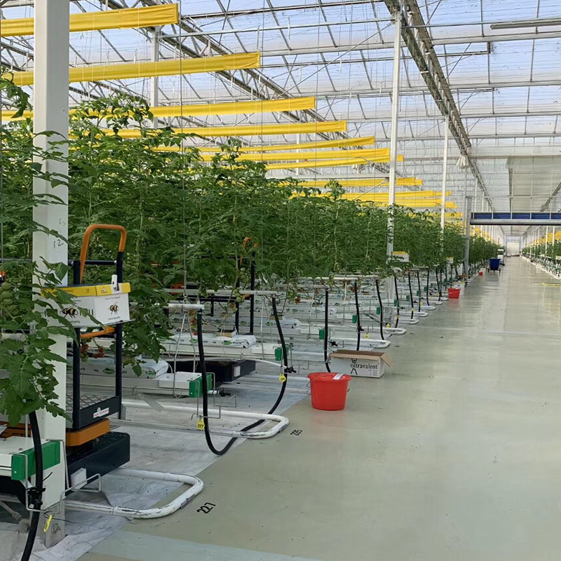LITAI Greenhouse end Hot-dip Galvanized Steel Planting Greenhouse with Glass Material