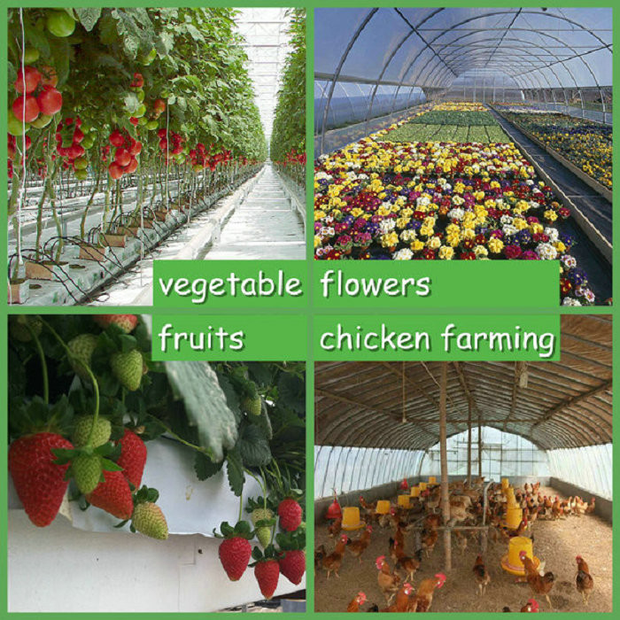 Large Size Clear Plastic Film Greenhouse Multi Span 3-6m Gutter Height Galvanized Steel Greenhouse