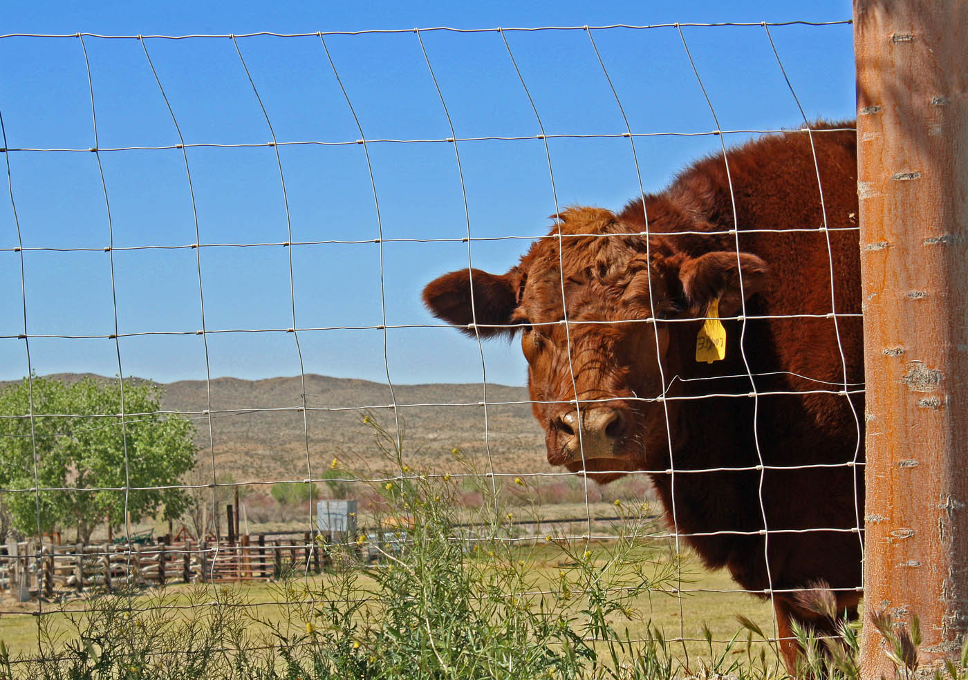 Deer 8 Foot Fixed Knot Fence High Tensile For Farm 4ft-12ft