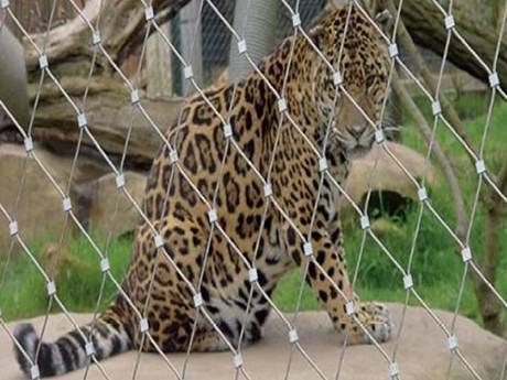 There is ferrules wire rope mesh with a leopard inside.