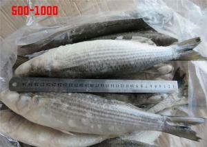 China Whole Round Healthy BQF 500g 1000g Frozen Grey Mullet on sale