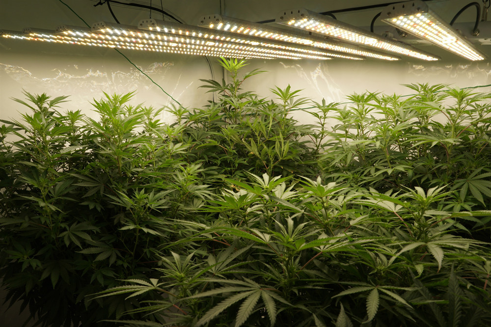High PPE 360W IoT Commercial Led Grow Lamp Smart Control OEM/ODM Available