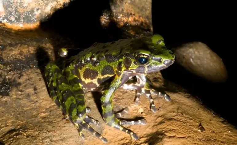3D Simulated Stone Reptile Rock Hide Frogs And Spider Reptile Rock Hide Cave