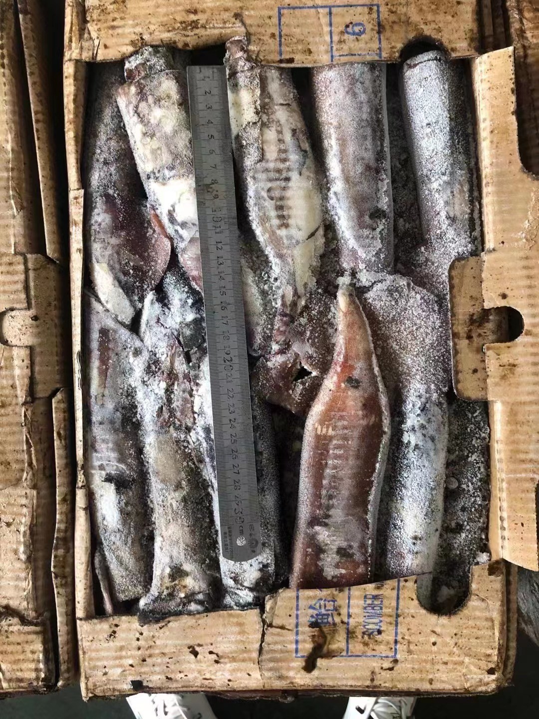 Good Color Whole Round BQF Frozen Indian Squid 100 - 300g