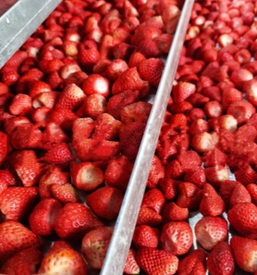 200kg per Batch High Productivity Commercial Freeze Drying Machine for Easy Operation