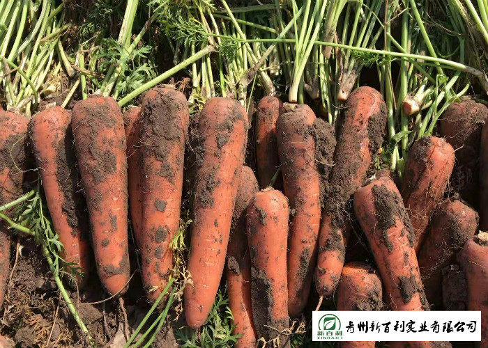 Healthy Big Carrot , Home Grown Carrots Good For Protecting Eyesight