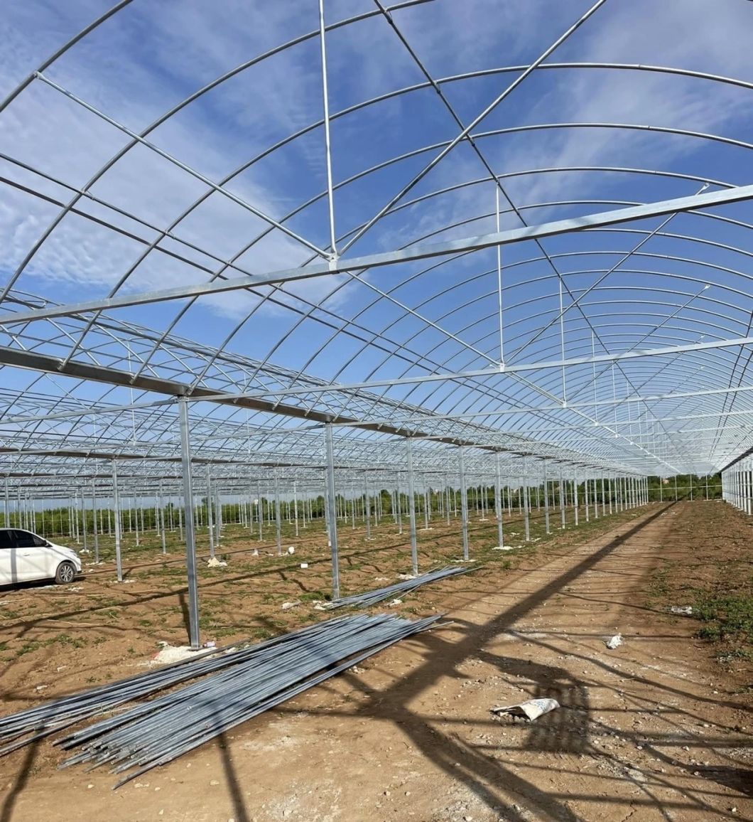 Tomato Cucumber Strawberry Growing Greenhouse