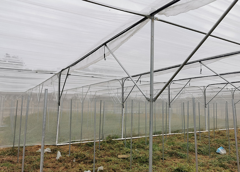 Wind Resistant Insect Net House No Welding For Fruit Planting