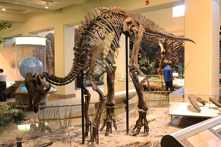 Artificial Simulation Complete Dinosaur Fossil Model Customization Support