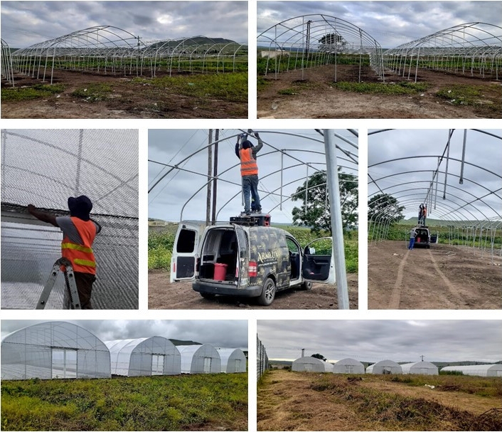 Film Cover 50x8m Single Span Type Agricultural Tunnel Greenhouse with 3.5-5M Height