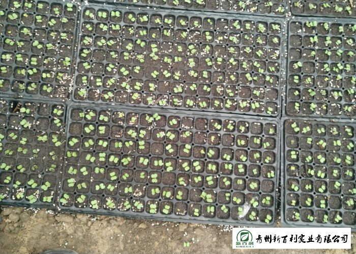 Good Taste Head Napa Cabbage No Yellow Flower Promote Detoxification
