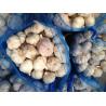 Buy cheap Garlic to Ecuador from wholesalers