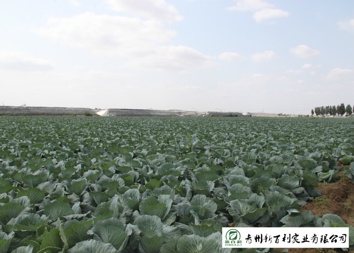 Clean Healthy Fresh Green Cabbage Own Plantation Supply To Supermarket