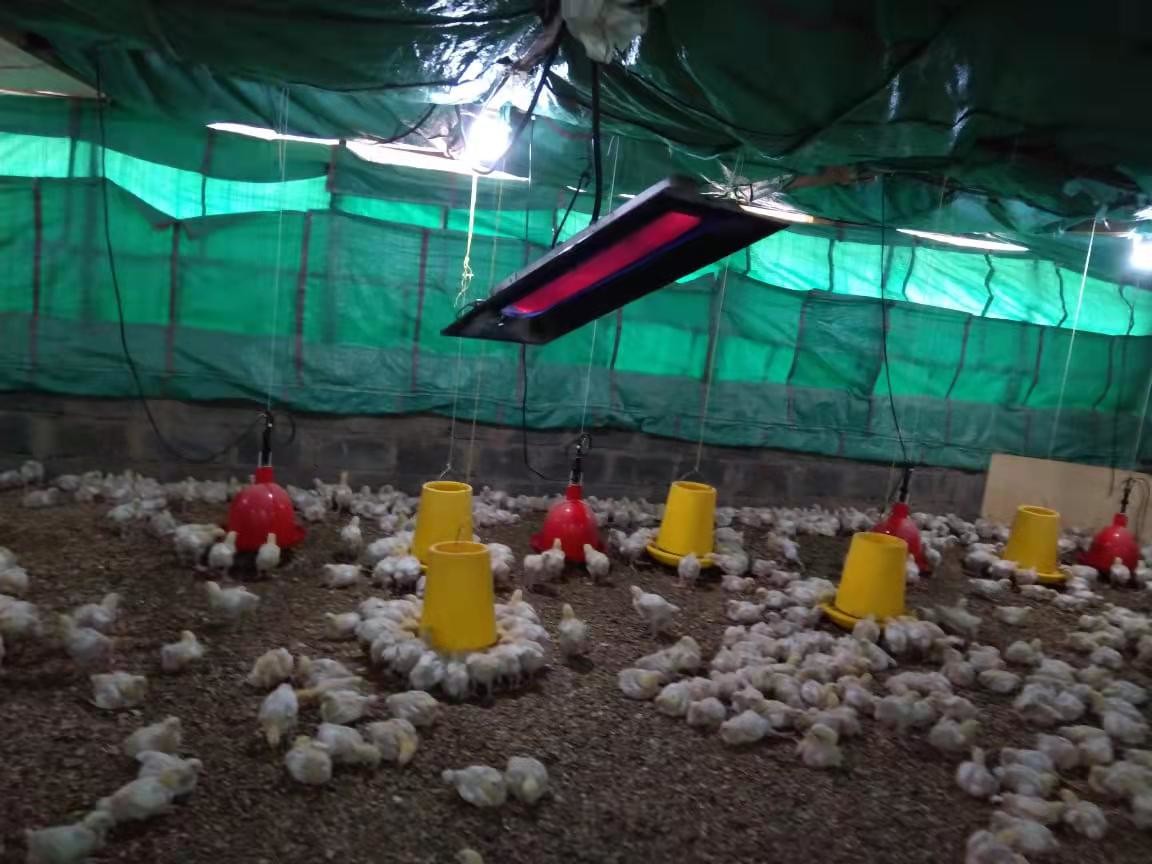 Manual Ignition LPG Gas Brooder Heater Equipment For Animal Husbandry
