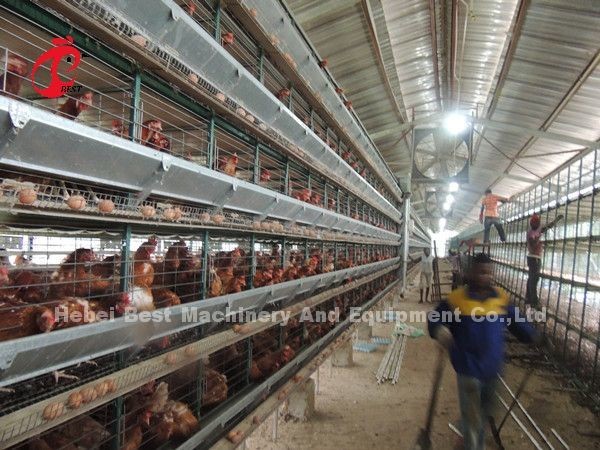 Electric Control Poultry Layer Cage System Layer Chicken Steel Cage Emily