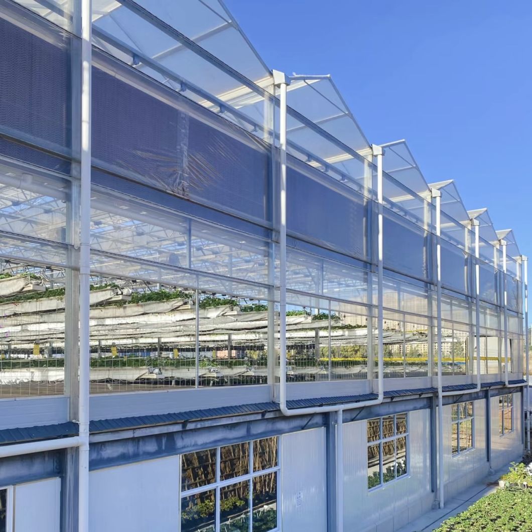 Float Single Layer Glass Greenhouse for Vegetables