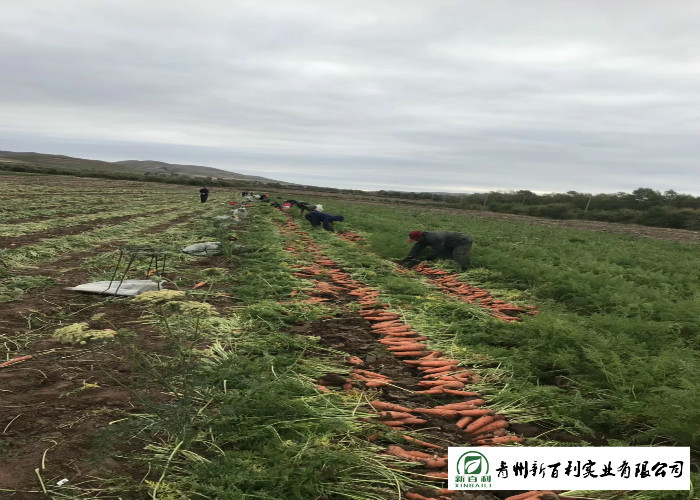 Healthy Big Carrot , Home Grown Carrots Good For Protecting Eyesight