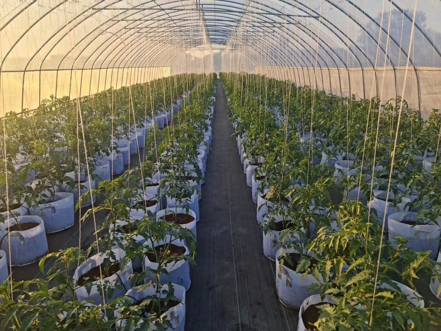 Hot Sale High Tunnel Plastic Single Span Greenhouse Agriculture For Vegetable Farm