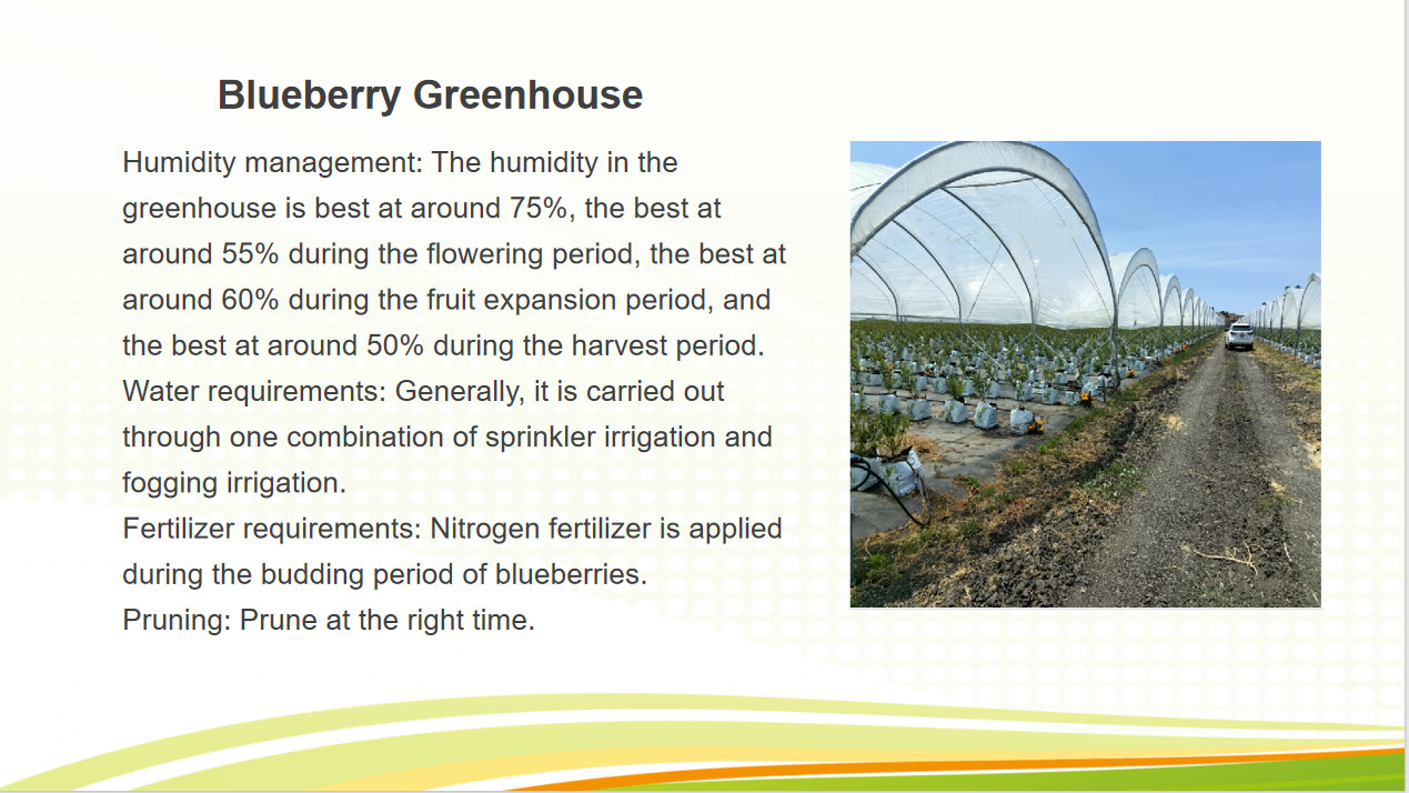 Single Span Greenhouse Metal Frame Greenhouse For Blueberry Production