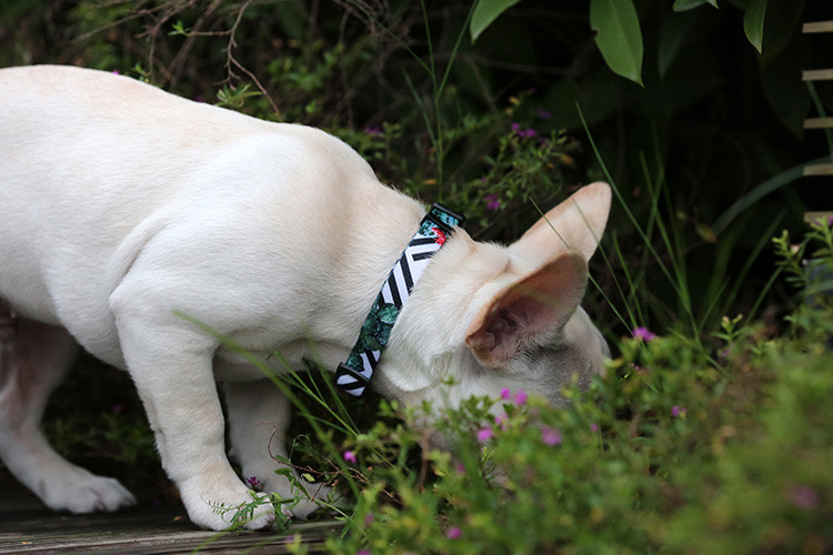 No Pull Cactus Print Dog Collar Harness