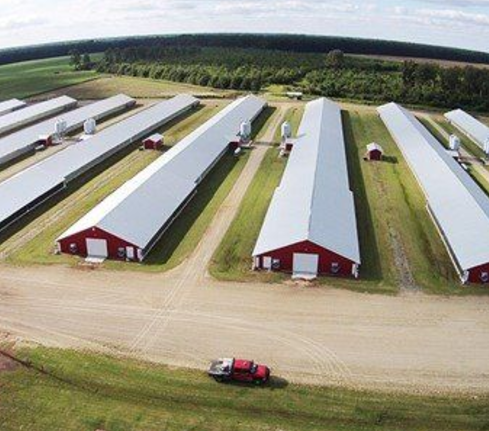 Customized Modern Steel Structure Chicken House Layer Cage For Chickens Poultry Farm