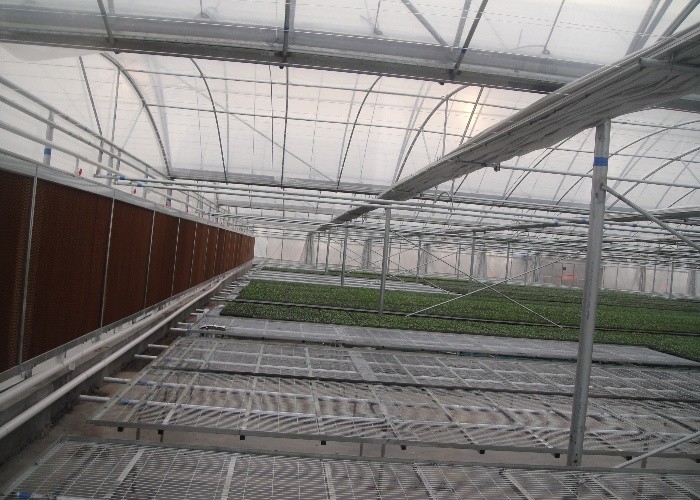 1.7m 1.8m Welded Wire Mesh Steel Rolling Benches Table Seedbed For Vegetable Nursery Seedling In Greenhouse