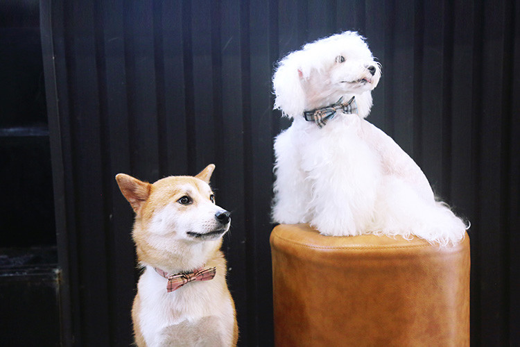 86CM 3 Inch Soft Handmade Cotton dog collar necklace Cats Puppy Bow Tie Collar