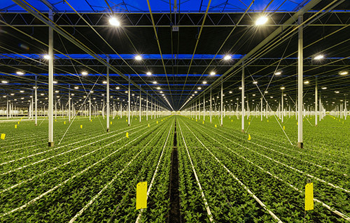 Growers Republic Greenhouse LED Grow Light Angle Adjustable 320 Watt LED