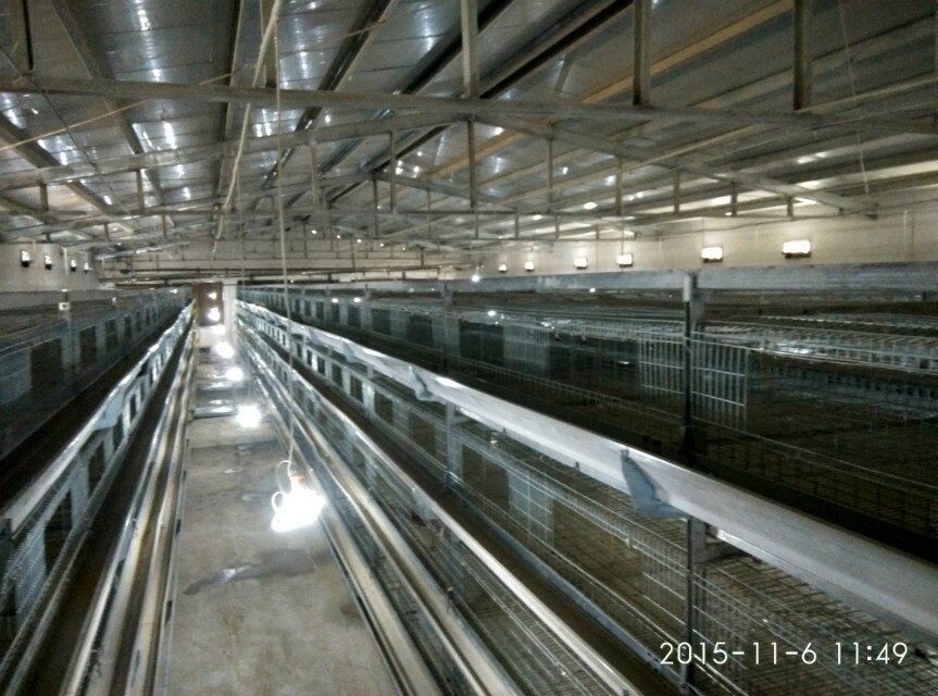 Farming Coop Chick Rearing Cage Chickenl Husbandry Equipment