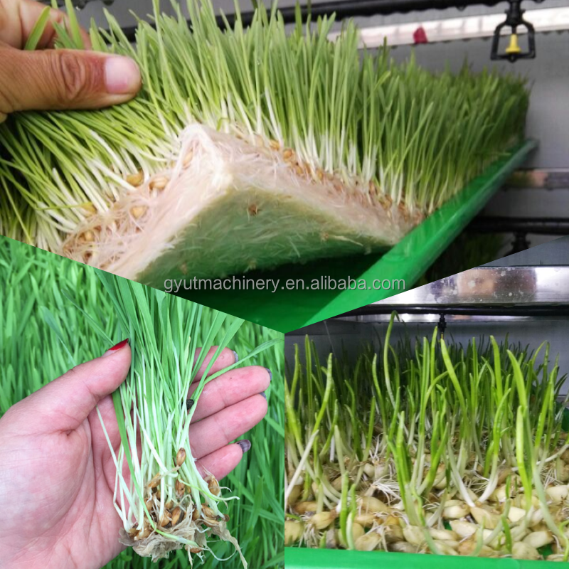 40FT Vertical Hydroponic Container Fodder Machine for Growing Sprouts Barley on Farms