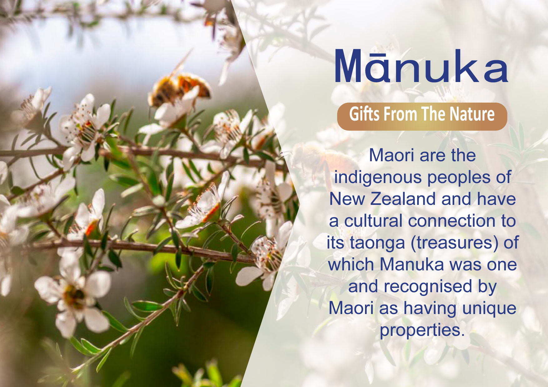 Hot Selling Manuka Honey 100% Natural MGO100+ UMF5+ Natural Bee Honey from New Zealand