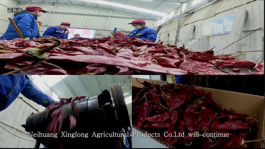 XingLong Dried Red Bell Peppers 8% Moisture Claw Dried Chilli Pepper