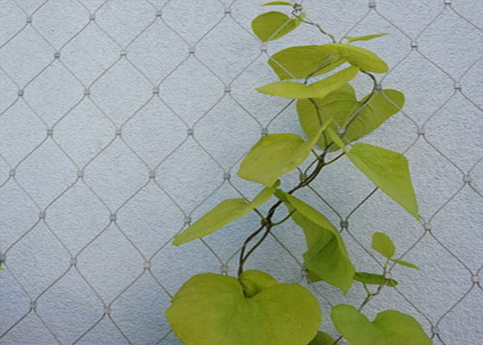 316L Wire Rope Trellis Tomato Growing Plant Stainless Steel Cable Netting