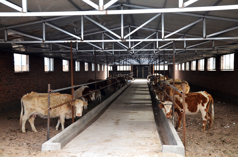 Safety Steel Structure Cow Shed House Agricultural Farm Steel Building