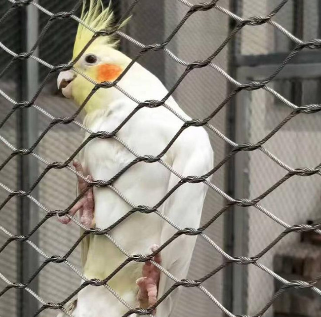 Lightweight 7*7 Stainless Steel Aviary Mesh Aviary Netting For Parrots