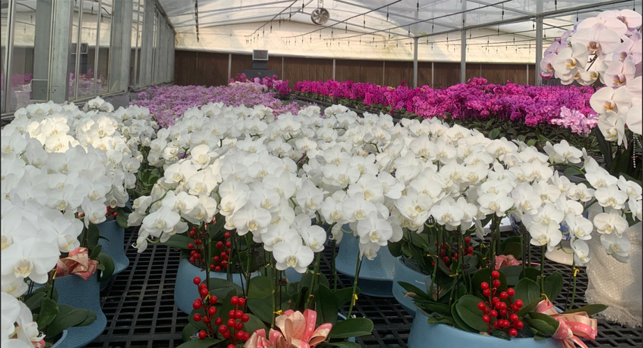 China Dual-Layer Film Greenhouse for Pepper Cultivation